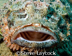 Bearded scorpion fish attempts to swallow the camera (or ... by Steve Laycock 